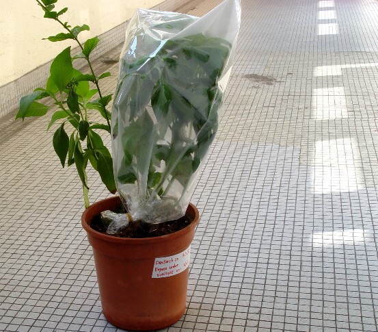 A plant with a plastic bag wrapped around some of the leaves, with condensed transpired water on the inside of the plastic bag.