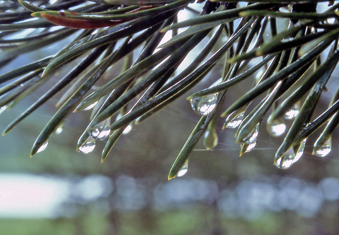 Adhesion Water Property And Leaves USGS Water Science School