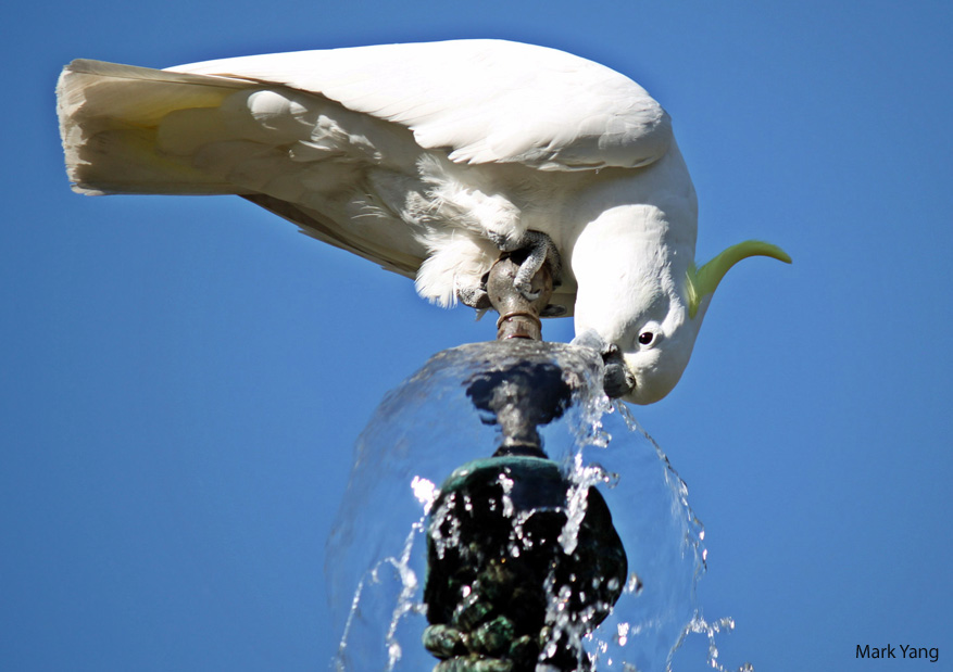 Parrot drinking from a water faucet. (Credit: Mark Yang).