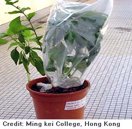 Picture, courtesy of Mei Kei College, Hong Kong, of leaf transpiration.