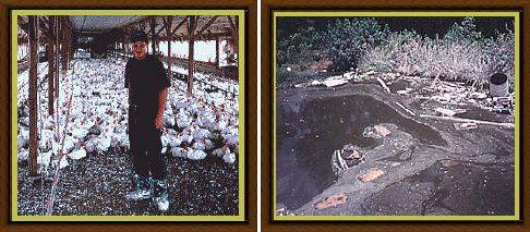 Una granja avícola y el agua de desecho de los pollos