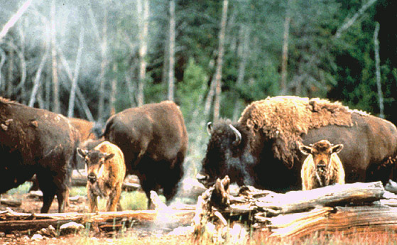 Photo of bisons.