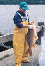 Large carp collect on Hudson 
River
