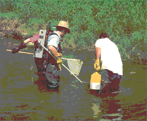 Picture showing backpack electrofishing device in use.