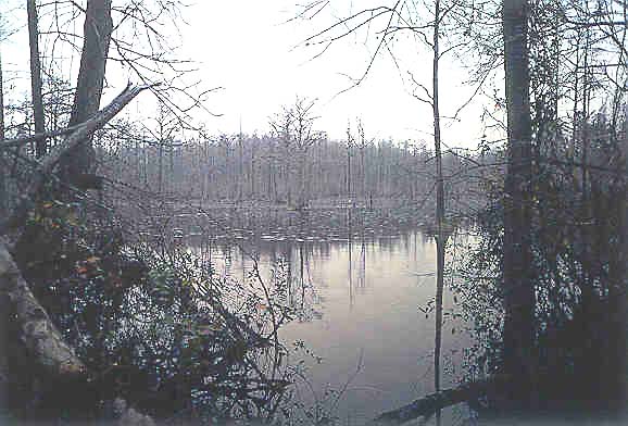 Pond along Black Creek