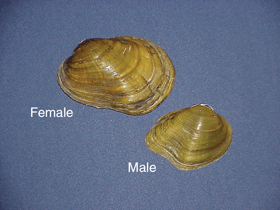 Picture showing female and male shell.