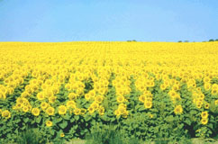 Picture of a field on sunflowers.