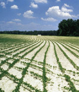 Photo showing a farm field.