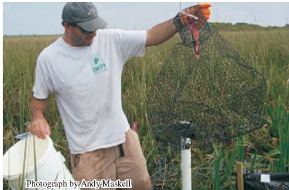 Photo of an aquatic funnel trap used to capture greater siren (Siren lacertina) in marshes and flooded prairies of southern Florida. 