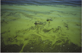 Photo showing that high nutrient concentrations can contribute to excessive algal growth, as seen here in Julesburg Reservoir. 