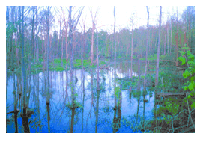 Photo of swamp