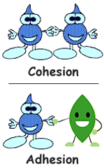 Cohesion Theory Lessons Blendspace