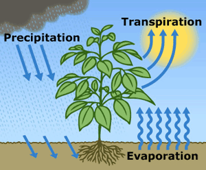 Evapotranspiration is the sum of evaporation from the land surface plus transpiration from plants.<br>Credit: Salinity Management Guide