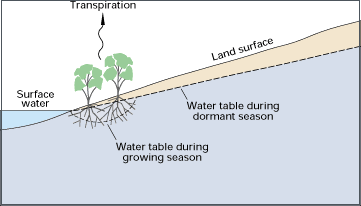 Transpiration - The Water Cycle, from USGS Water-Science School