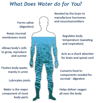 What does water do for you?