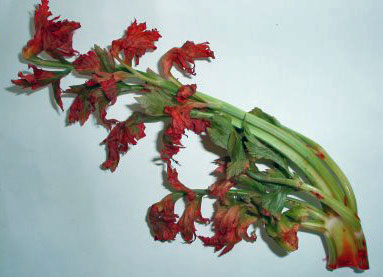 You can see results in a day or two, but here are the results after a week. (Credit: Kristin Doyle)