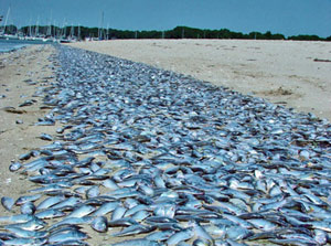 Image result for fish kill