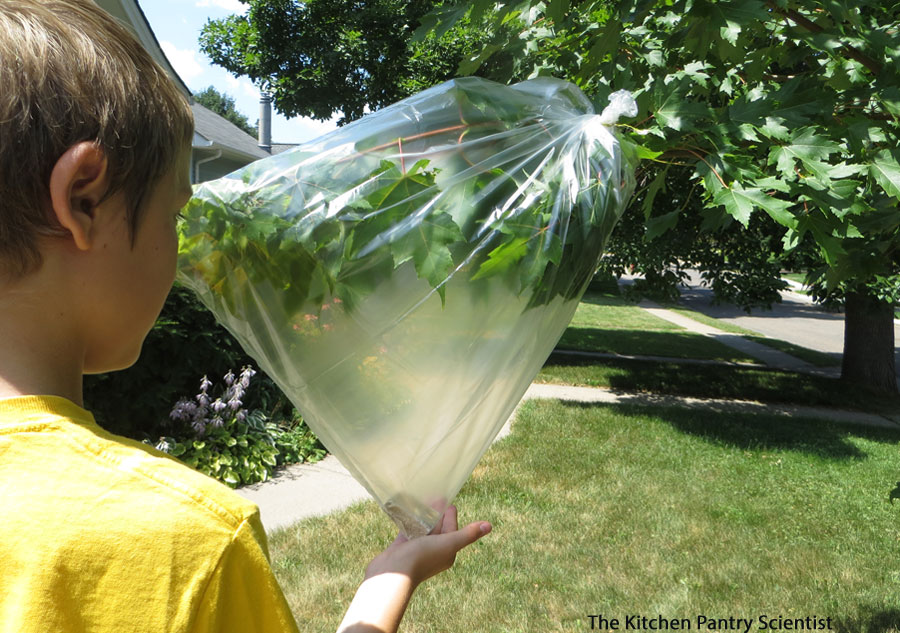 Tree branch with plastic bag tied around it, showing transpired water inside the bag. (Credit: The Kitchen Pantry Scientist).