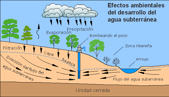 Diagrama que muestra que al declinar los niveles de agua subterránea (capa freática), las raíces de las plantas no pueden alcanzar el agua subterránea. 
