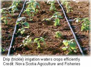 El uso del agua en la irrigación: Irrigación por goteo. 