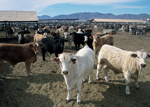 CAFO_AZ