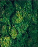 Algae1