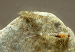 btricaudatus