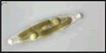 diatoms3