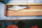 measuring_fish