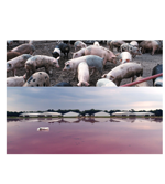 Pigs_and_pond
