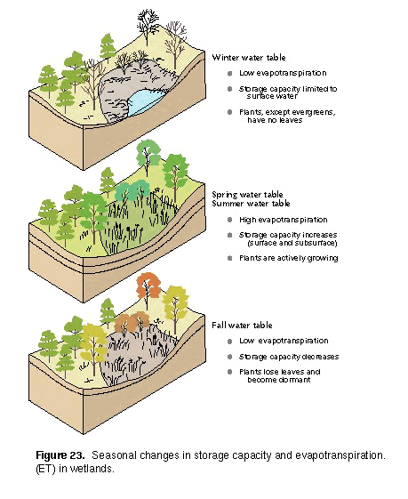 form not contracted of may States the in Conterminous Wetlands United of History