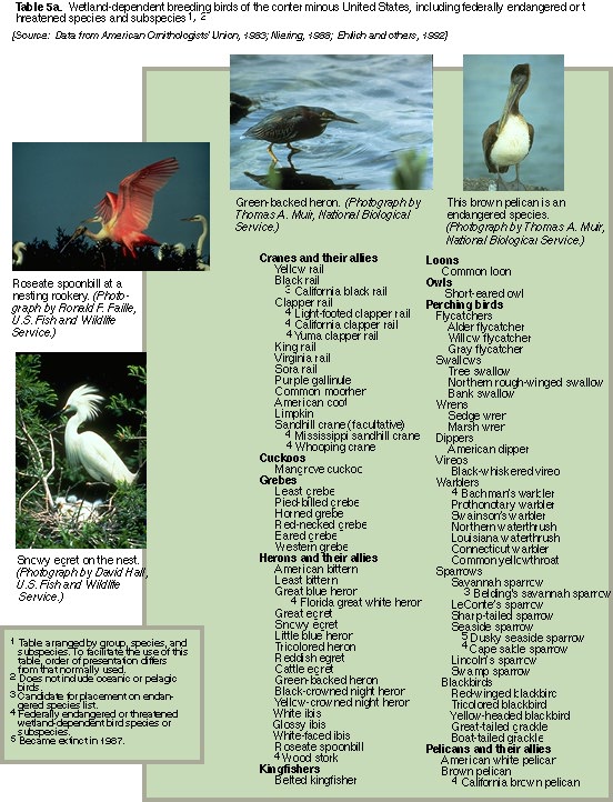 Wetlands as Bird Habitat