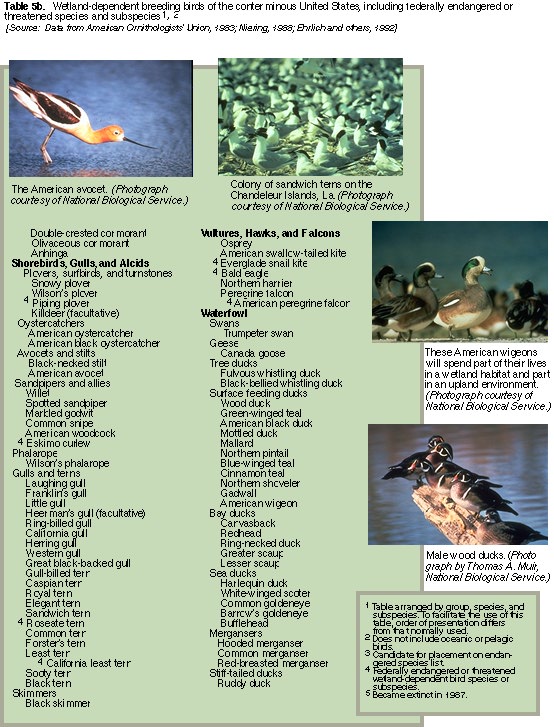 wetland animals list