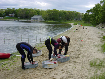  [Figure 7 - Photo: Scientists prepare seepage meters on beach.] 