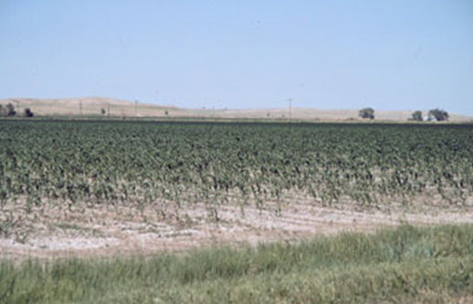 Picture of a planted field showing impact of salt.