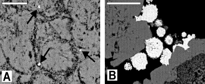  [Figure 4. Backscatter electron images of Suwannee Limestone, Floridan aquifer system.] 