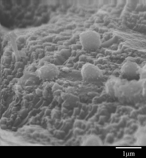 Figure 2.  Heavily colonized surface of a P-bearing microcline after exposure to microbially active groundwater for 6 months. 