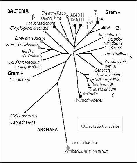  [Image: Figure 1: Dissimilatory reduction of arsenate and selenate amongst the taxonomic domains of Bacteria and Archaea.] 