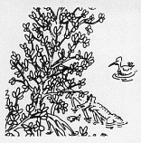 illustration of mangrove swamps