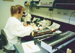USGS scientist conducting laboratory work.