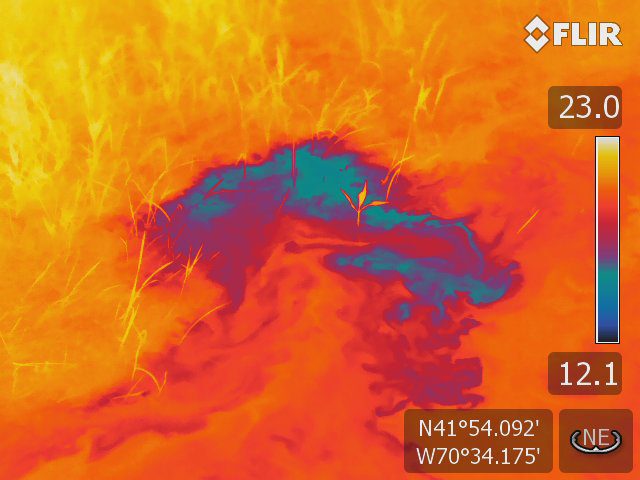  [ Image: Thermal image of groundwater discharging into a pond. Refer to caption for description. ] 