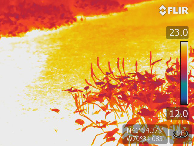  [ Image: Thermal image of groundwater discharging into a pond. Refer to caption for description. ] 