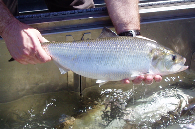 American shad, Alosa sapidissima, photo by US Fish and Wildlife Service.