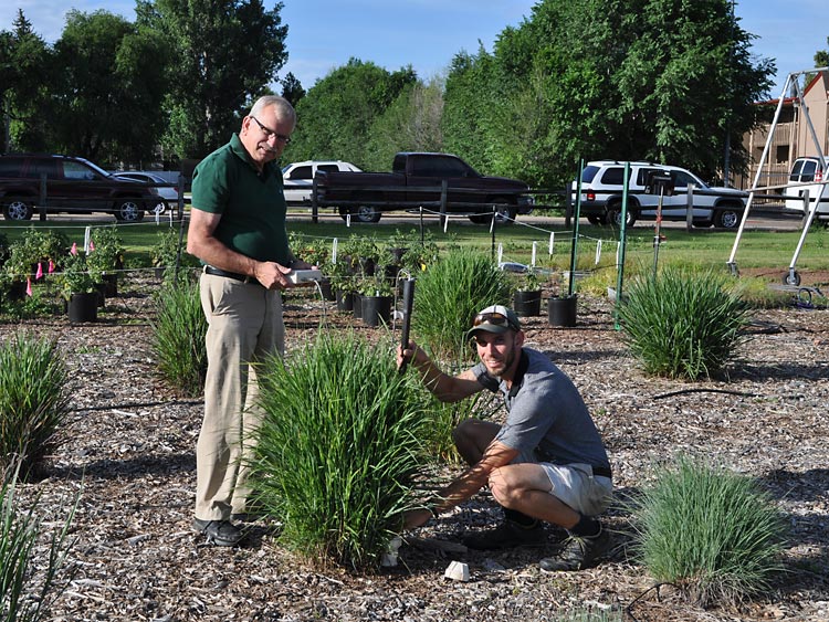 Colorado Water Institute scientists use frequency domain reflectometry (FDR) to determine where plants access water as part of a plant stress and aesthetics study.